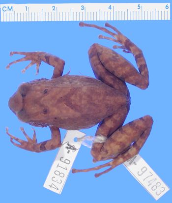 Media type: image; Herpetology A-97483